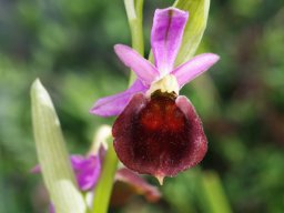 Ophrys_biscutella_San_Marco_in_Lamis